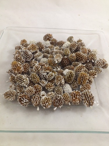 Casuarina 1 kg. white tipped